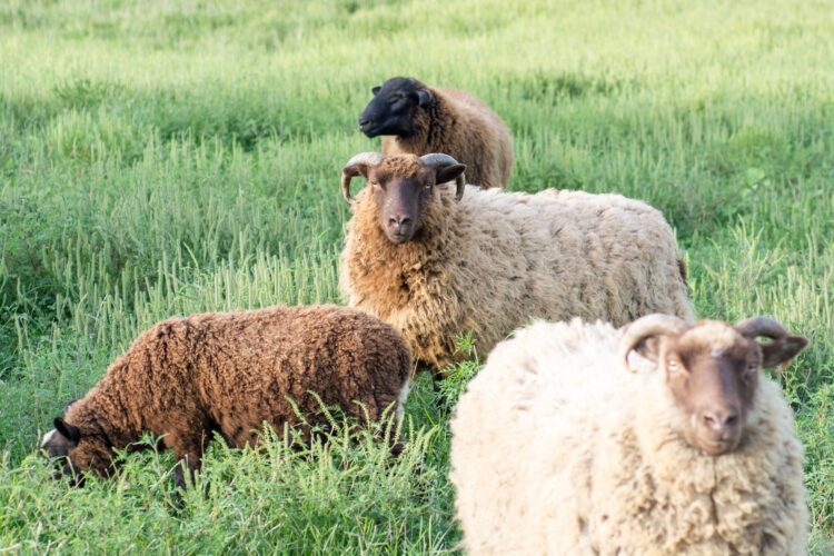 Why You Should Consider Shetland Sheep And Kinder Goats